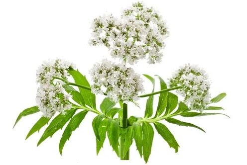 Cardiol vsebuje Valerian officinalis